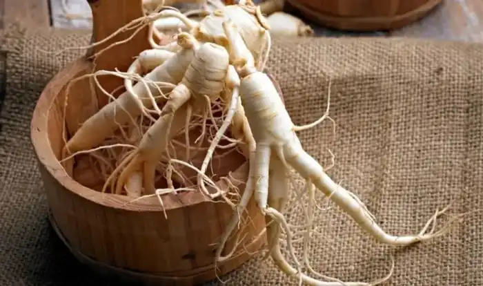 Panax Ginseng Root