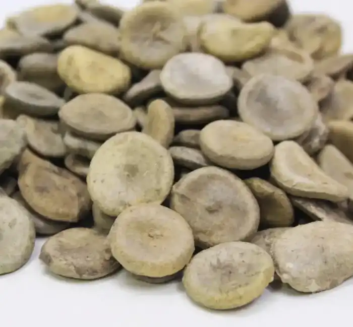Nux Vomica (Strychnine/Kuchla) کچلہ