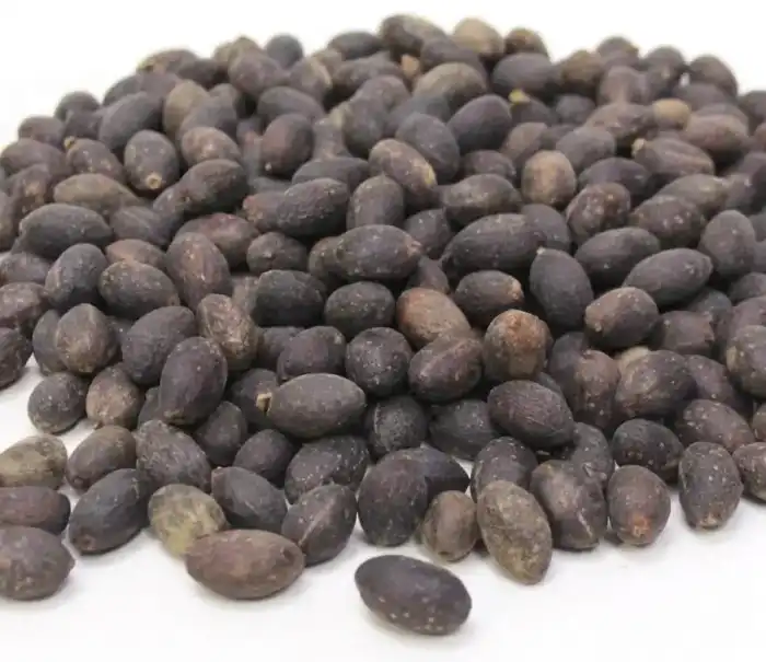 Saw Palmetto Berries ساپال میٹو