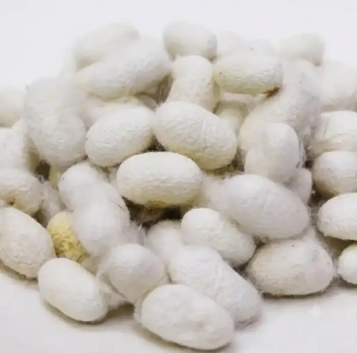 Silk Cocoon (Abresham) ابریشم