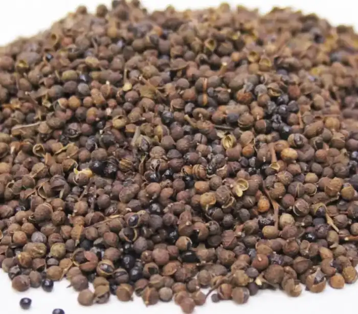 Toothache Fruit (Kababa) کبابہ