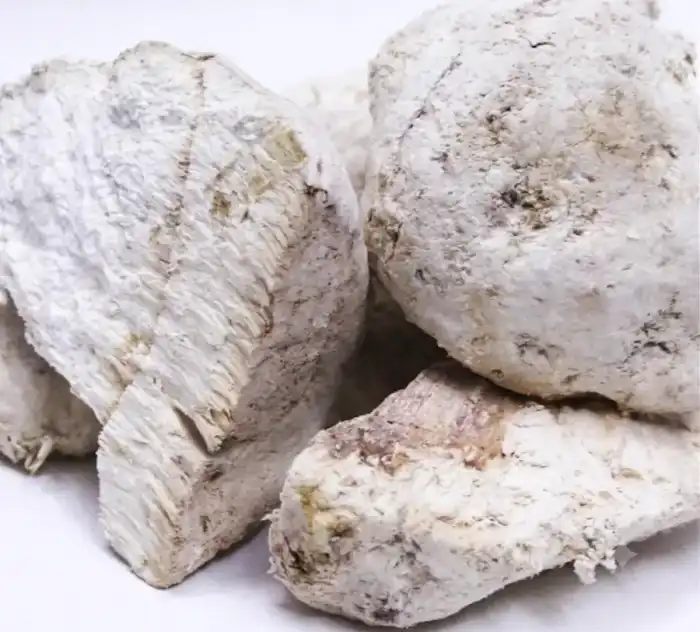 Purging Agaric (Agaricus Agaric/Gariqoon) غاریقون