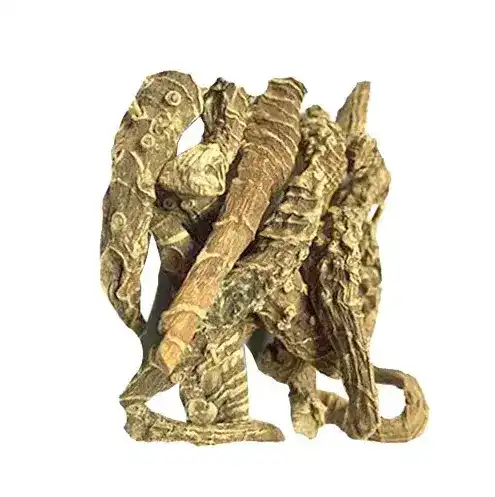 Doronicum Hookeri Clarke (Daronaj Akarbi) درونج عقربی
