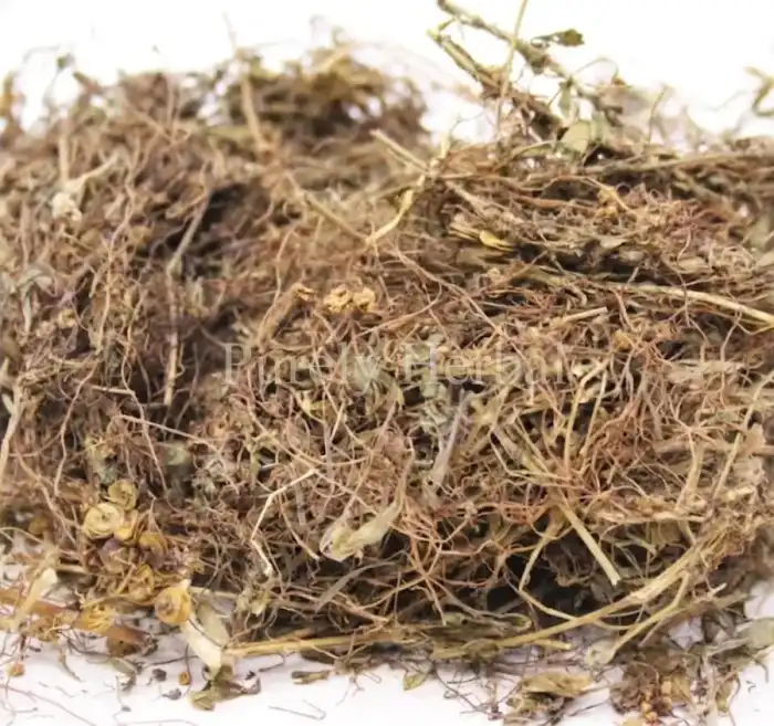 Dodders (Cuscuta/Aftemoon) افطیمون