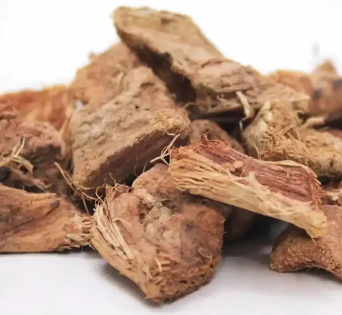 Silk Cotton Tree (Musli Simbal) موصلی سنبھل
