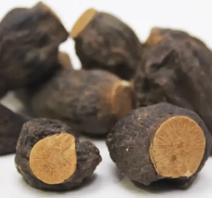 Salep Orchid Root (Salab Dana)ثعلب دانہ