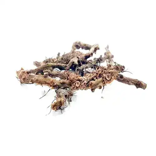 Polypody Root (Besfaij) بسفائج