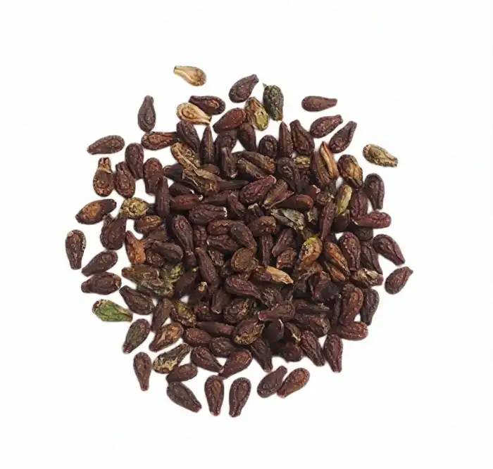 Sholangi seeds Tukhm e Sholangi تخم شولنگی