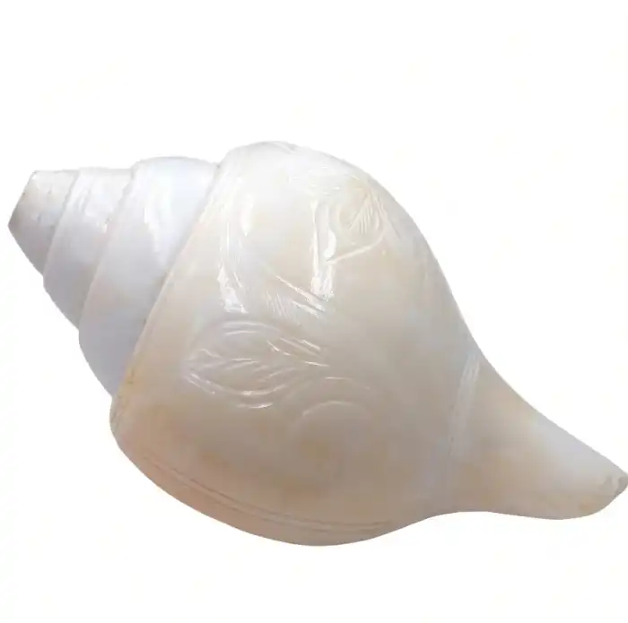 shankh price Snails – Fish Aquarium