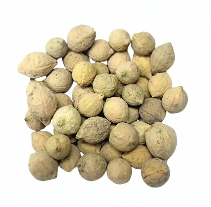 Drypetes Seeds (Putra Jeevak/Jiya Pota) جیا پوتا