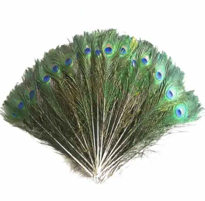 Peacock Feather Tail Eye