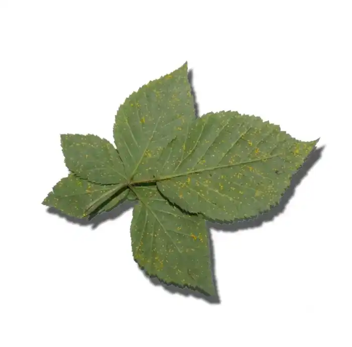 Fresh jujube Leaves(Fresh leaves Berry)Fresh Leaves Berg e Berry تازہ بیری کے پتے