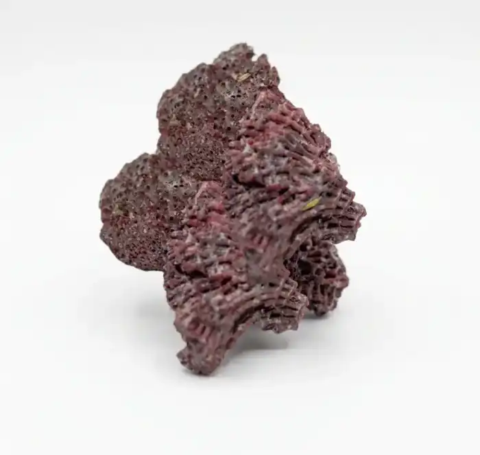 Carol Root | Bekh Marjan Herbs | Beekh Marjan | Corallium rubrum | 100% Pure